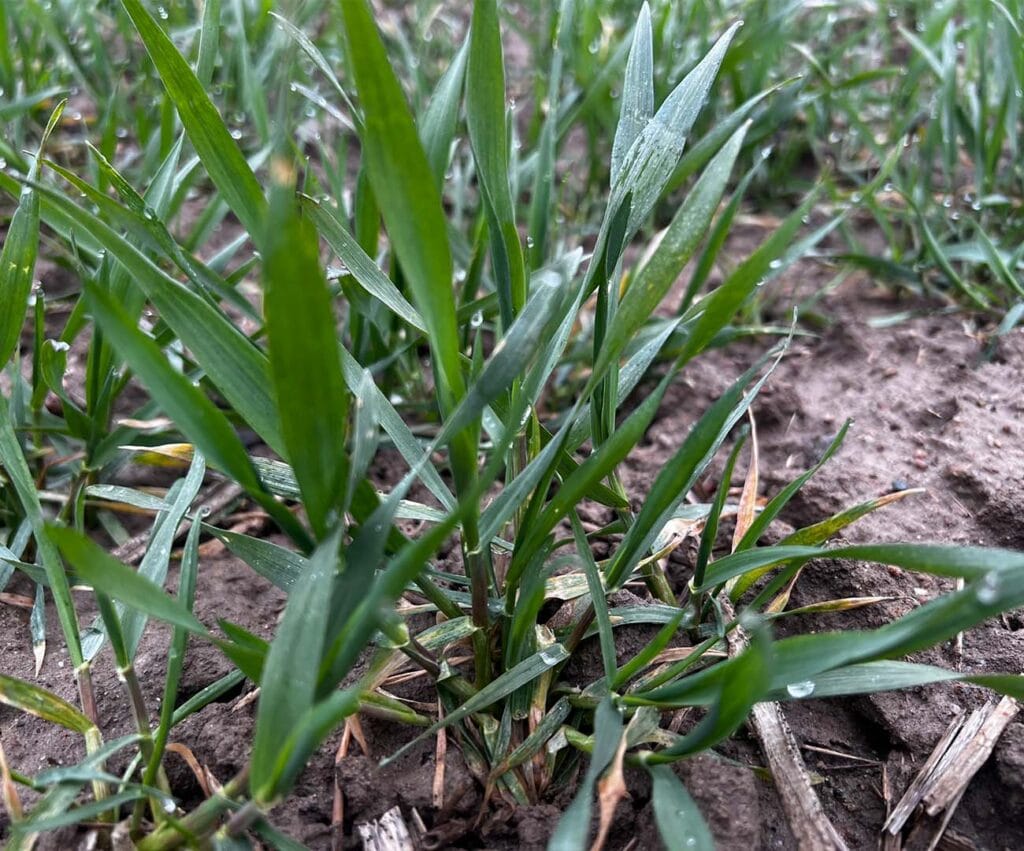 Zbliżenie na źdźbła pszenicy; ujęcie z kwietnia.