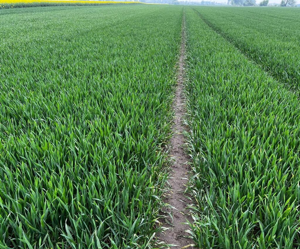 Poletka z młodą pszenicą; ujęcie z kwietnia.