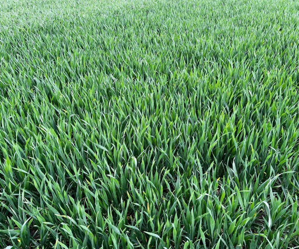 Gęsty łan pszenicy z kwietnia.