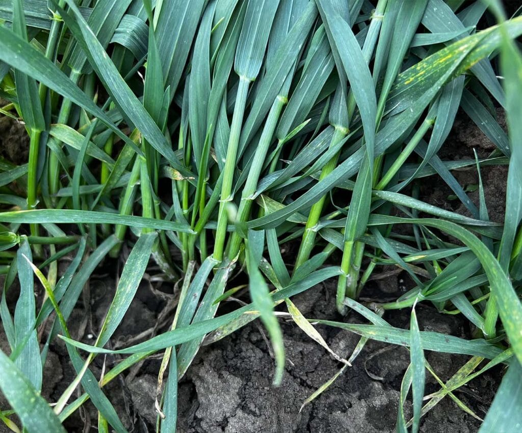 Duże zbliżenie na źdźbła pszenicy na polu.