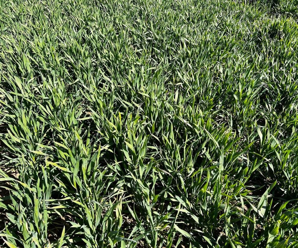 Zbliżenie na łan pszenicy.