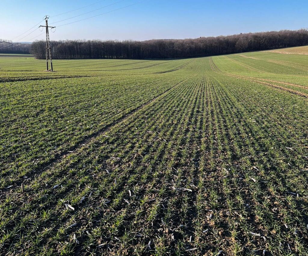 Ujęcie plantacji z widokiem po horyzont; ujęcie z marca.