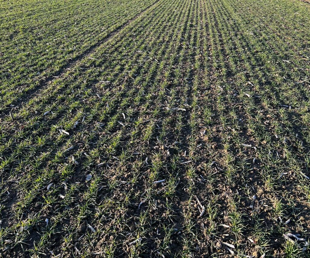 Ujęcie młodej pszenicy na polu z daleka.