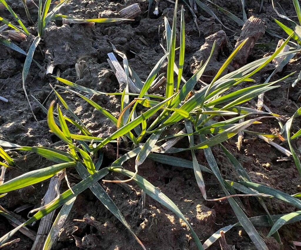 Zbliżenie na kępy roślin pszenicy; ujęcie z marca.