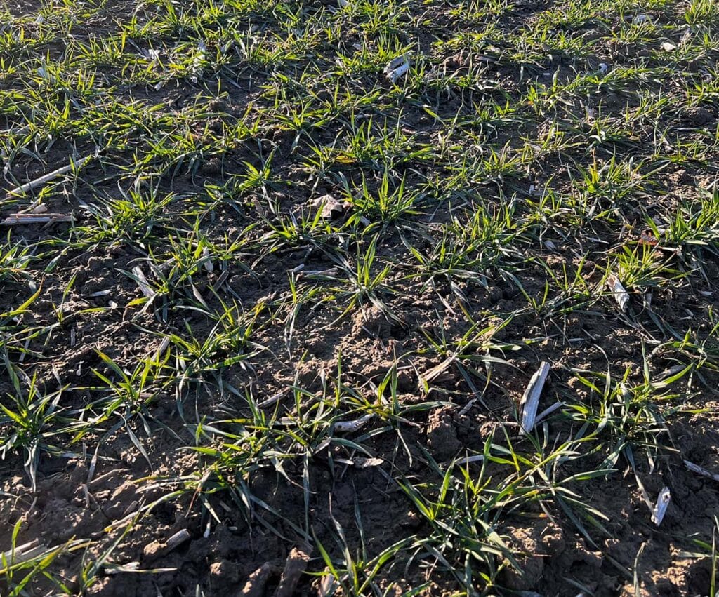 Ujęcie plantacji pszenicy z marca.