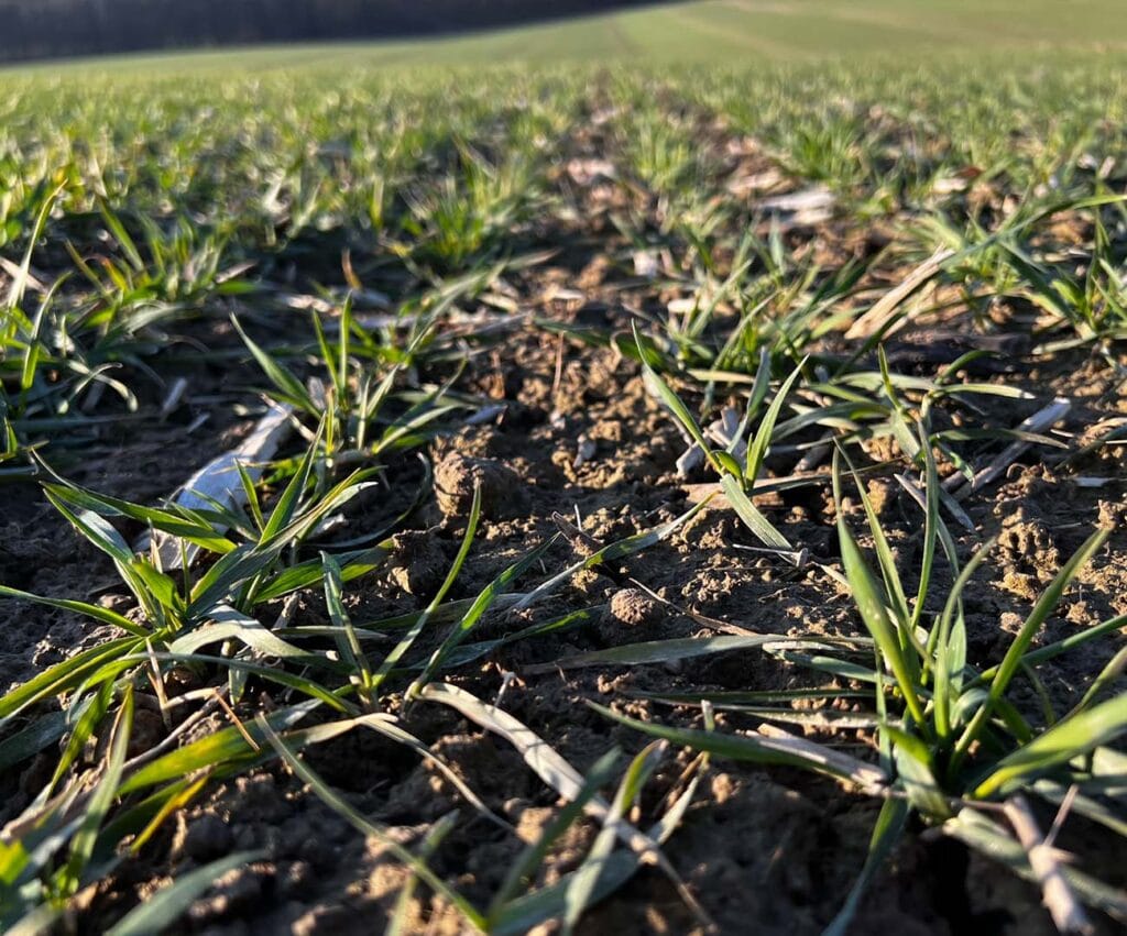 Zbliżenie na pszenicę; ujęcie z marca.