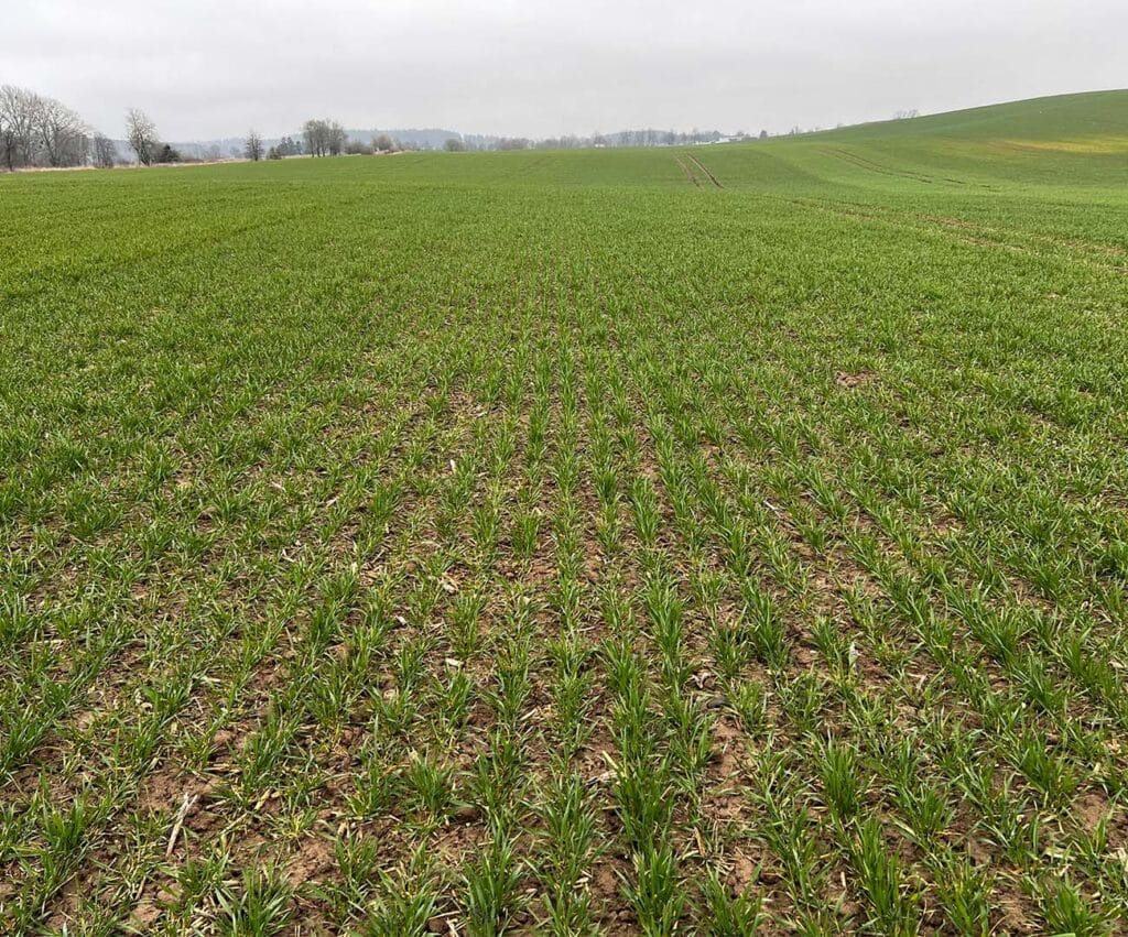 Ujęcie młodego łanu pszenicy. Zdjęcie wykonane w kwietniu.