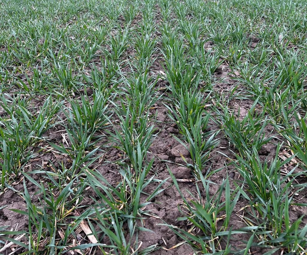 Młode zboże na plantacji w Gębałce.