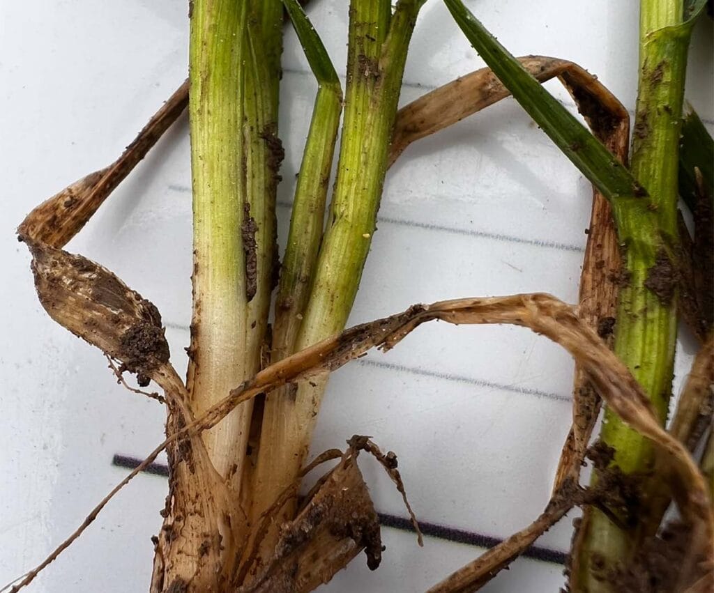 Zdjęcie na dużym zbliżeniu obrazuje zdrową podstawę źdźbła w odmianie pszenicy ozimej RGT Diplom.