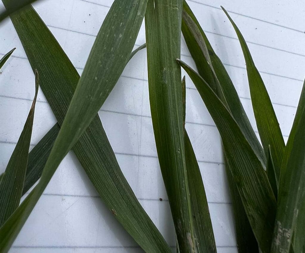 Zbliżenie na liście pszenicy ozimej obrazuje zdrowe rośliny, co świadczy o jakości odmiany.