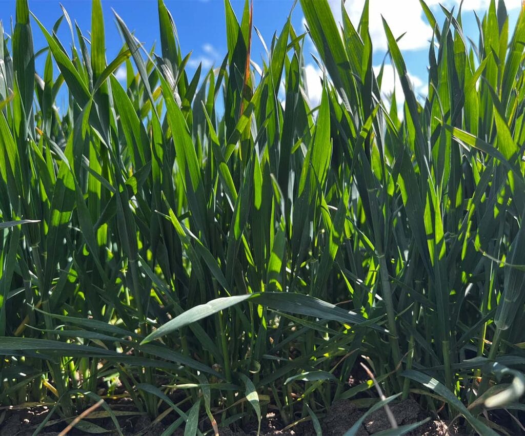 Pszenica ozima na plantacji w Kościeleczkach. Zdjęcie wykonane w maju obrazuje zdrowe i dobrze wybarwione rośliny.