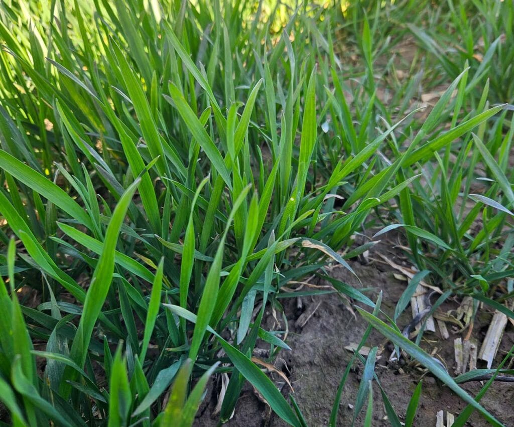 Ujęcie z marca obrazujące młode żdżbła pszenicy ozimej RGT Diplom.