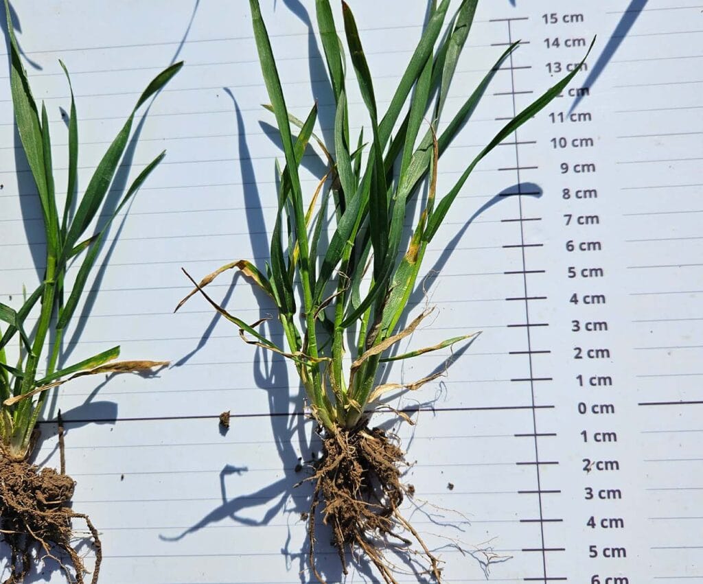 Zdjęcie ukazuje stan pszenicy ozimej z marca. Roślina po wyrwaniu z ziemi, ułożona na białej tablicy, aby pokazać wielkość strefy korzeniowej i źdźbeł.