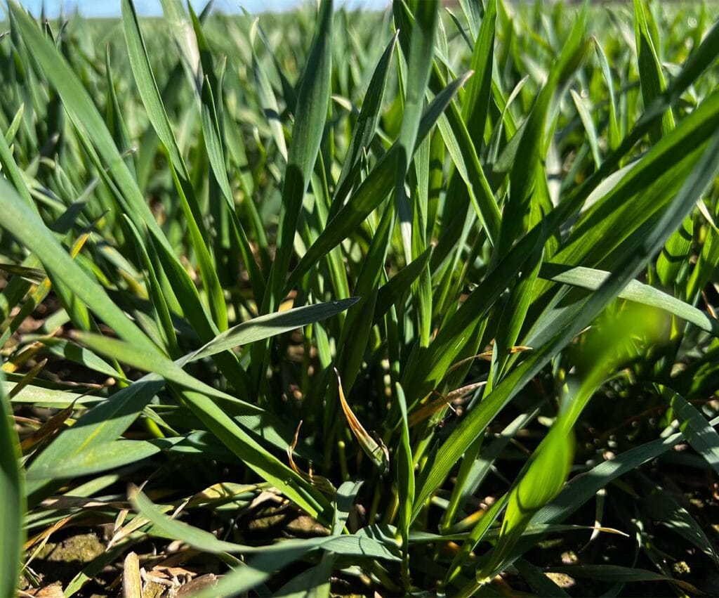 Zbliżenie na młode rośliny pszenicy - ujęcie z marca