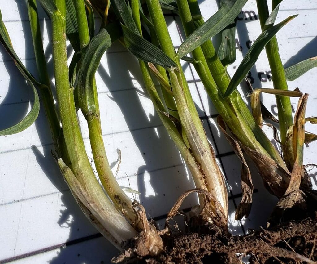 Zdjęcie ukazujące zdrową podstawę źdbła w pszenicy ozimej RGT Diplom. Zdjęcie wykonane w marcu na plantacji w Jeżowie.