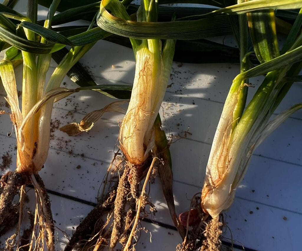 Zbliżenie na młode rośliny pszenicy pokazujące zdrową podstawę źdźbła