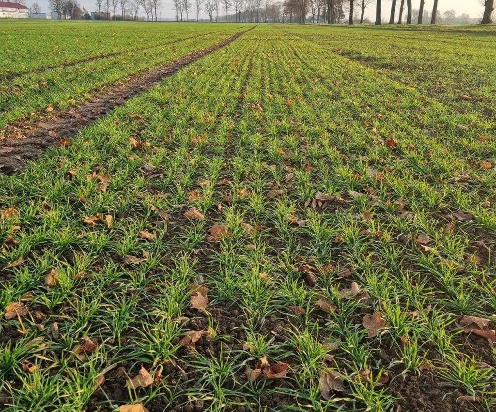 Młoda zielona pszenica - stan plantacji z marca