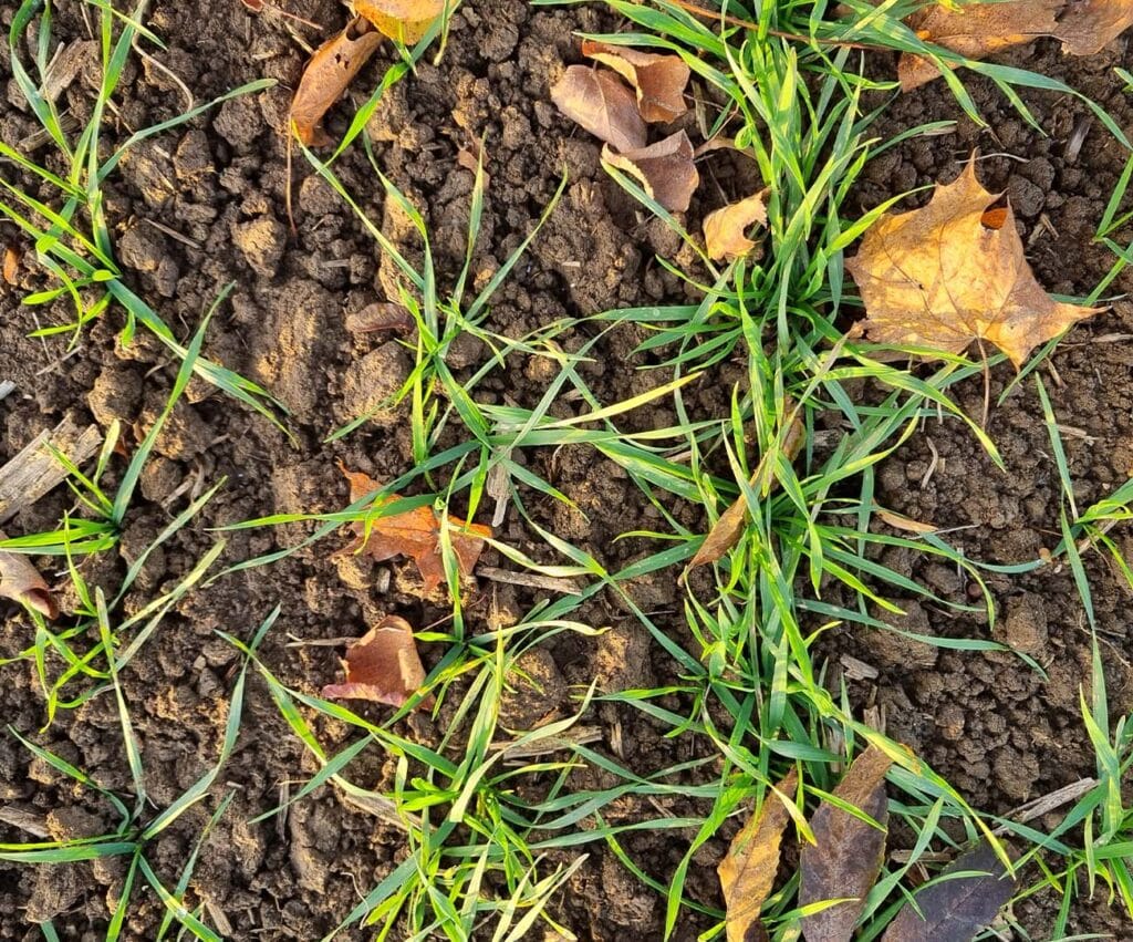 Zbliżenie na młodą pszenicę na polu w Trampowie
