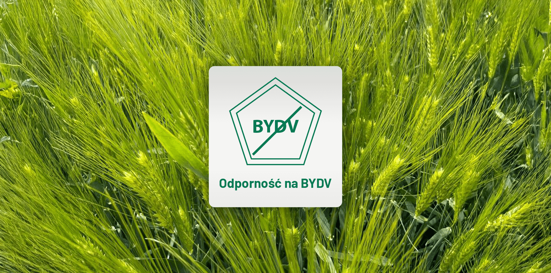 Zielony jęczmień na polu.