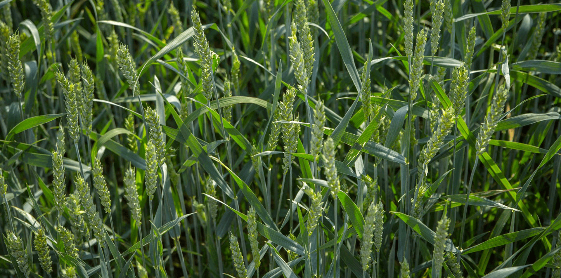 Pszenica przewódkowa tybalt - zbliżenie na łan