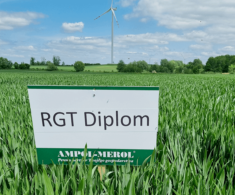 NN Artykul Odmiany odporne na fuzarioze 1