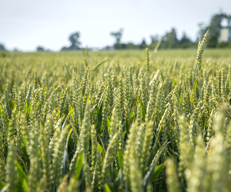 NN Artykul Odmiany odporne na fuzarioze 2 1