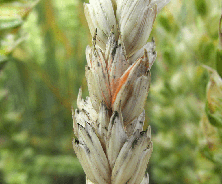 kłos z objawami fuzariozy kłosów