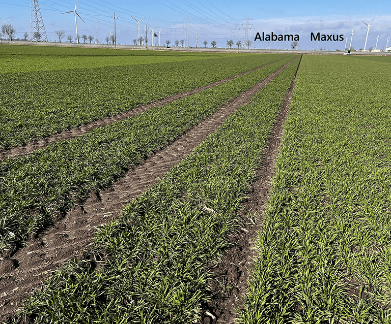 NN Artykul Odmiany odporne na fuzarioze 6