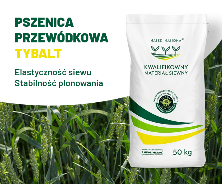 NN Artykul Pszenica przewodkowa Tybalt