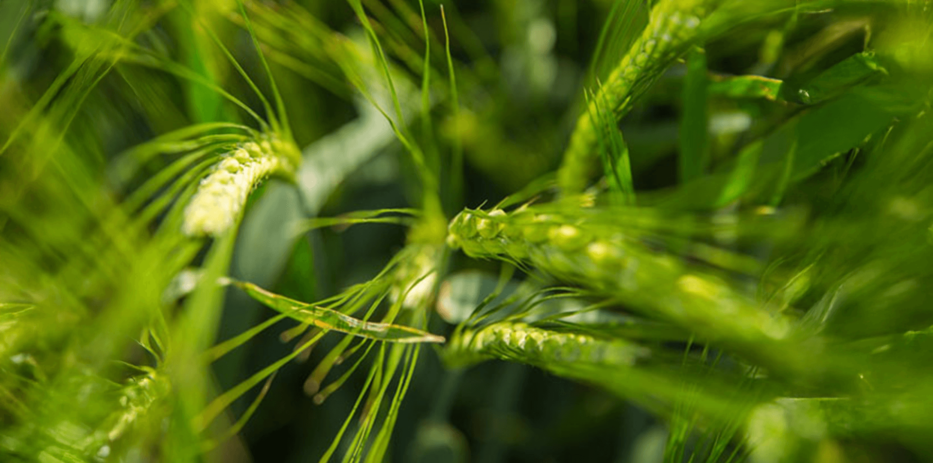 Jęczmień hybrydowy - zbliżenie na zielone kłosy