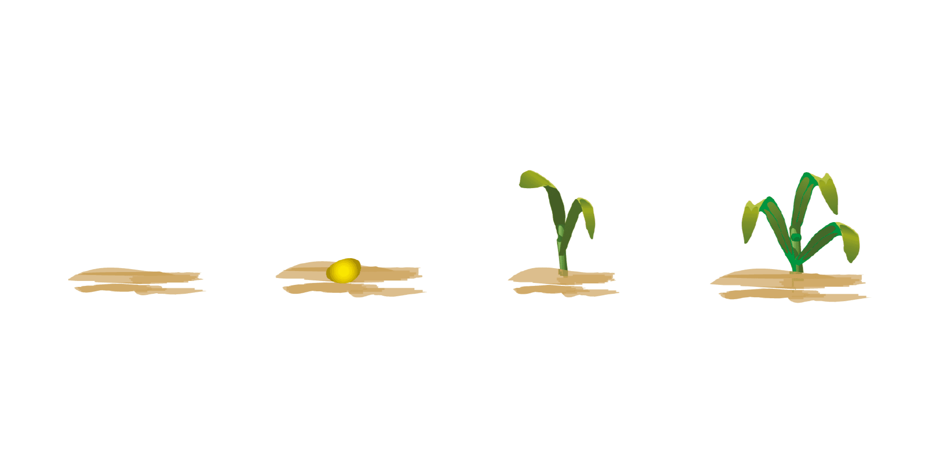 faza rozwojowa BBCH szkic