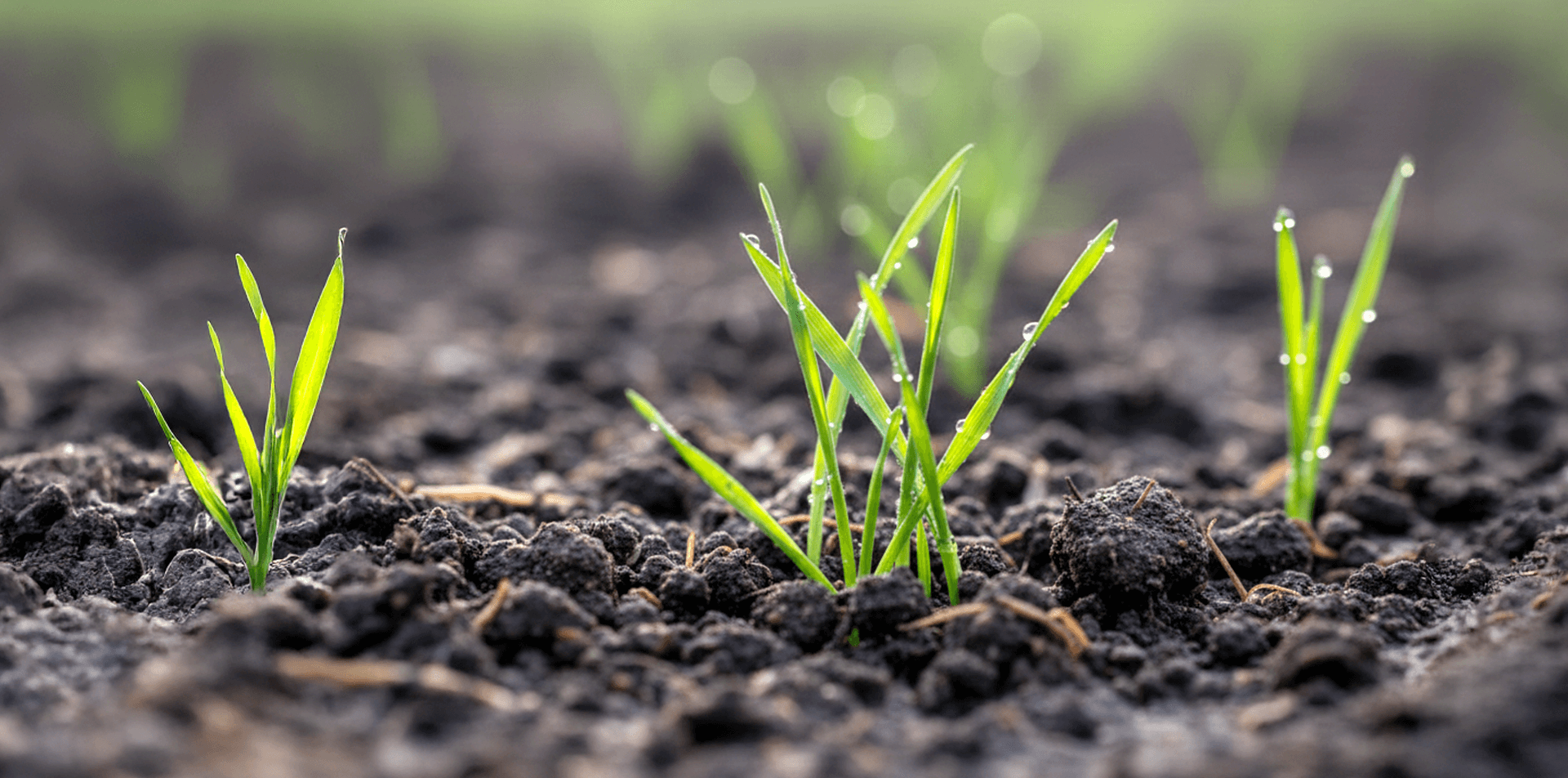 młode zielone rośliny na polu z kroplami