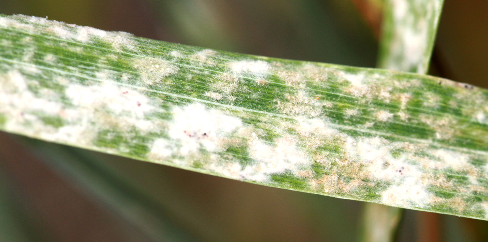 Zbliżenie na liść zainfekowany przez mączniaka - biały nalot na blaszce liściowej