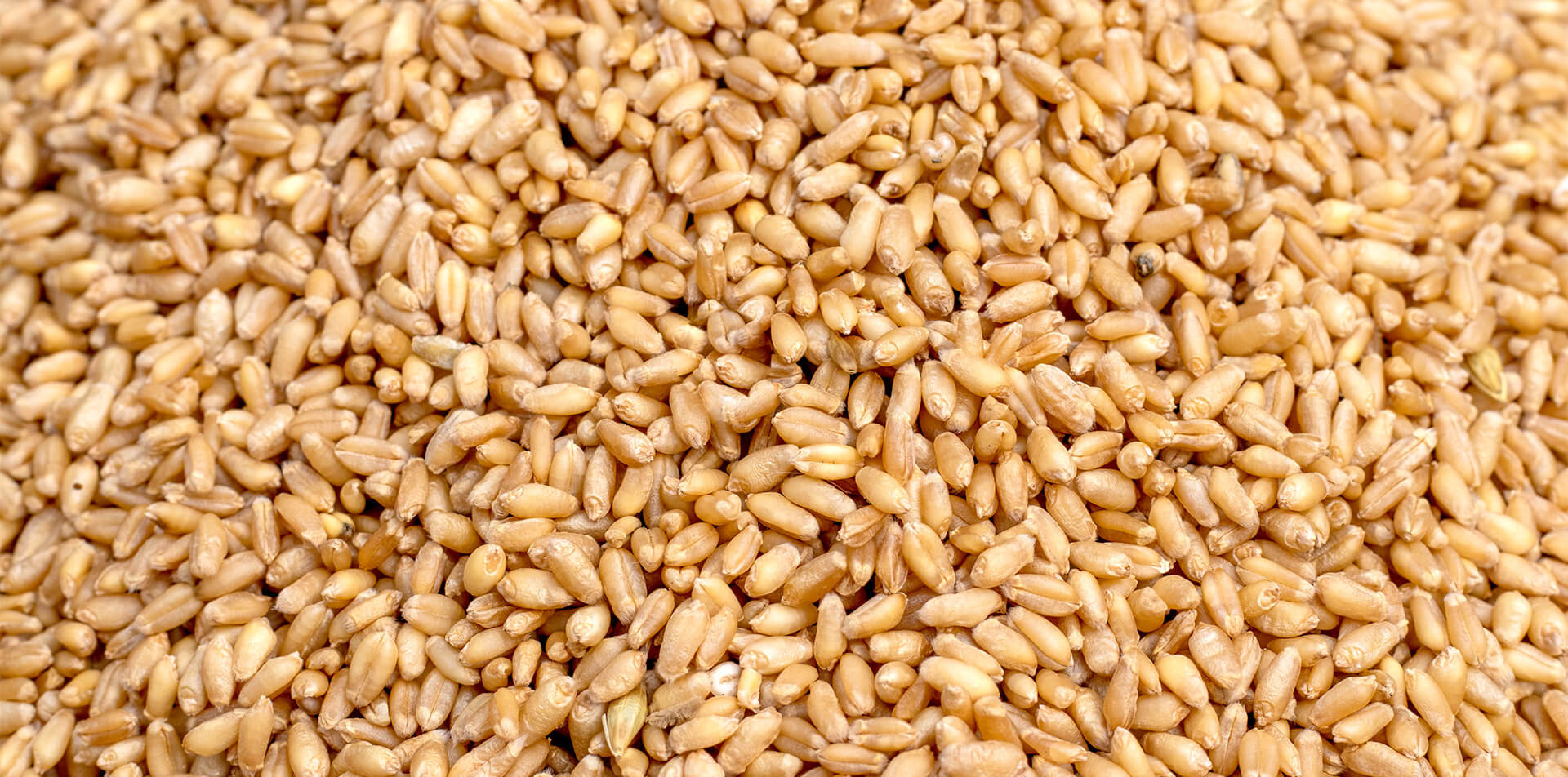 zbliżenie na ziarna pszenicy