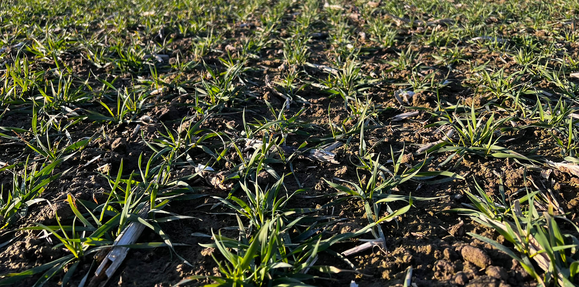 młode zboże na polu